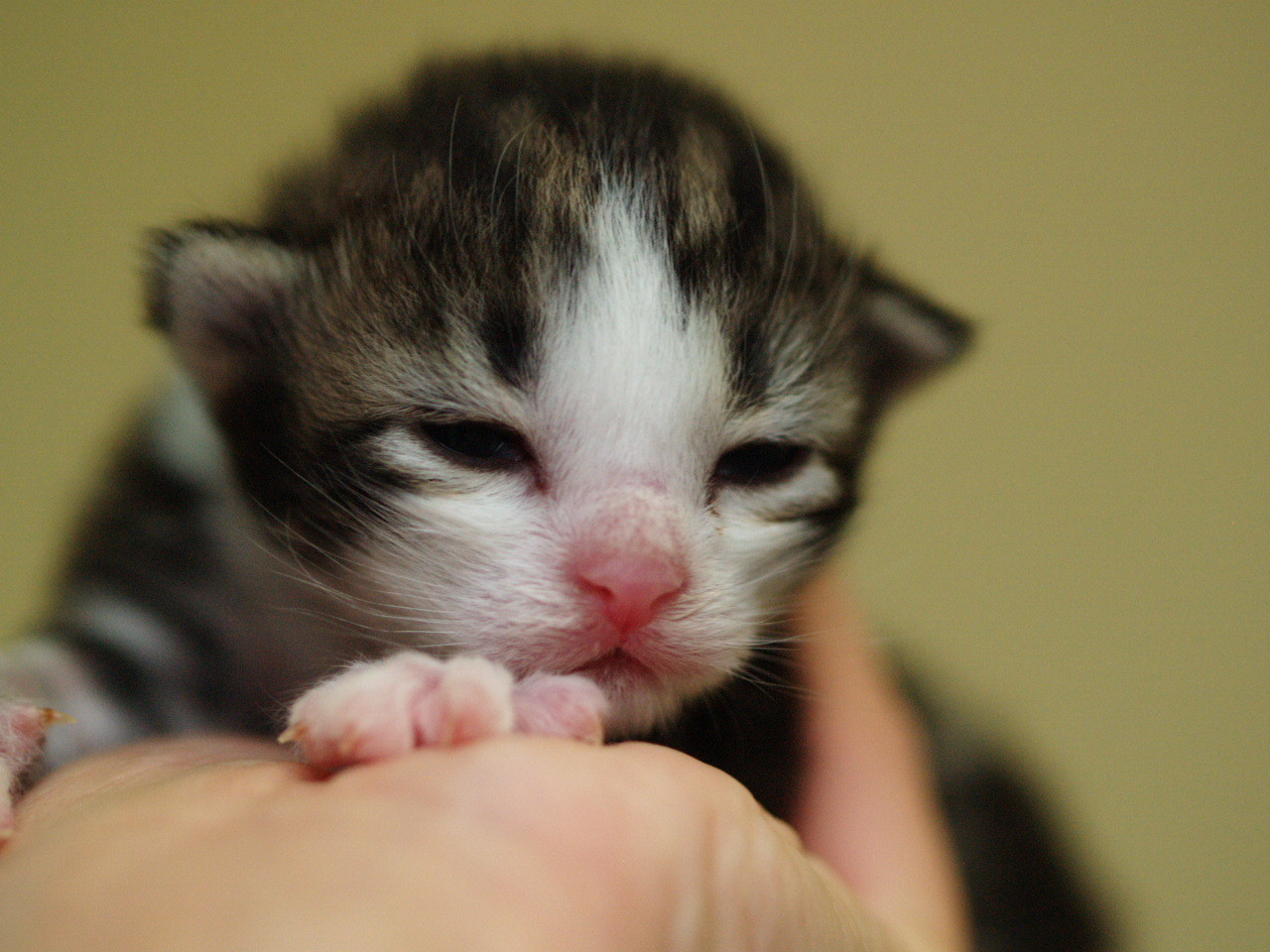 ドラゴンくん Rien Kitten ノルウェージャンフォレストキャットのこねこたち